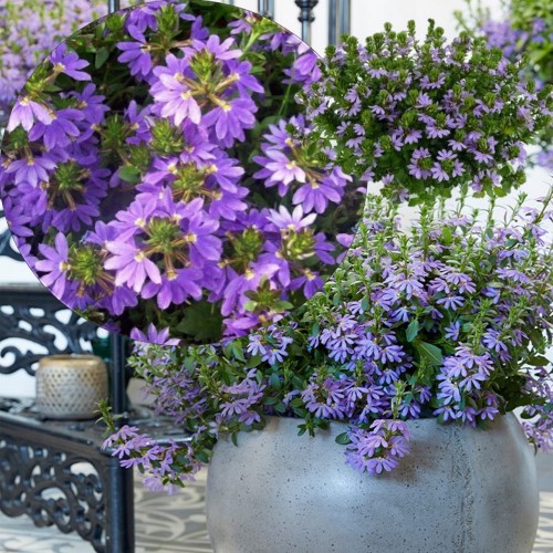 Scaevola aemula 'Abanico Power Laguna Blue' - Sinine tiiviklill 'Abanico Power Laguna Blue'